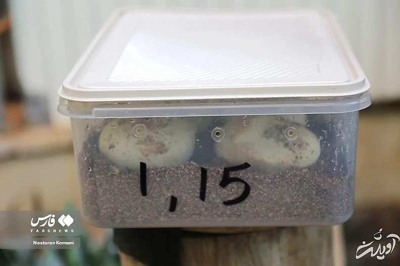 (تصاویر) تولد بچه مارهای پیتون در پارک چمران کرج